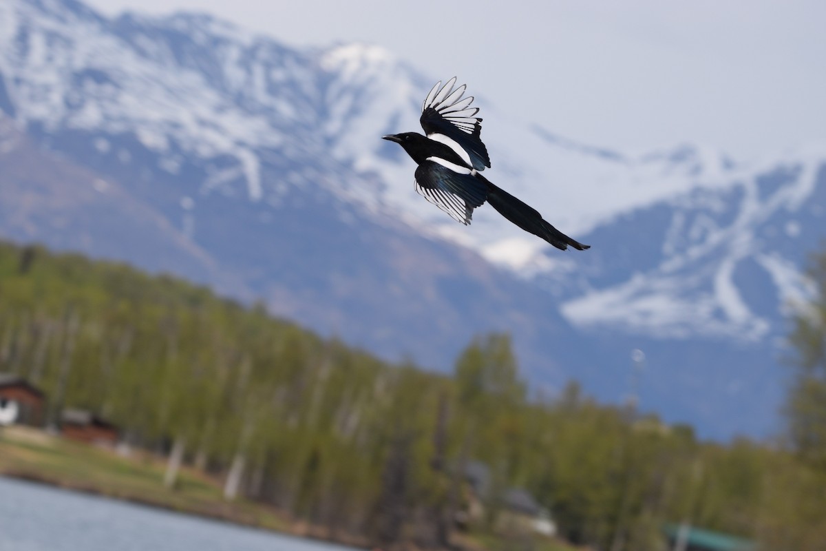 Black-billed Magpie - Ethan Compton