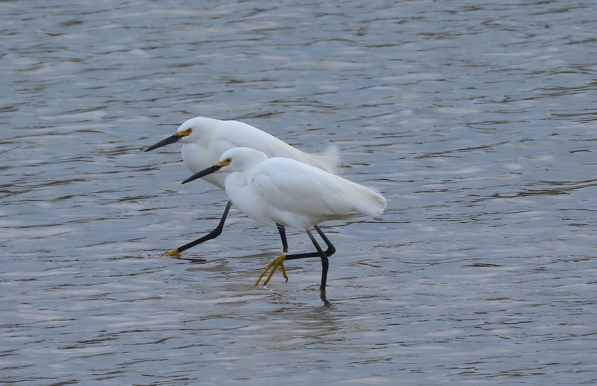 Snowy Egret - Ted Floyd