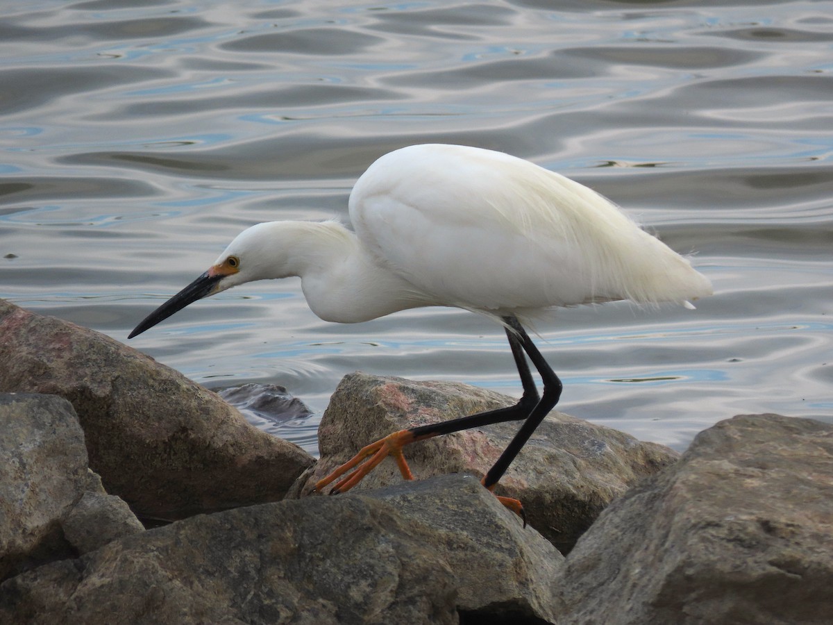 Snowy Egret - ML340055861