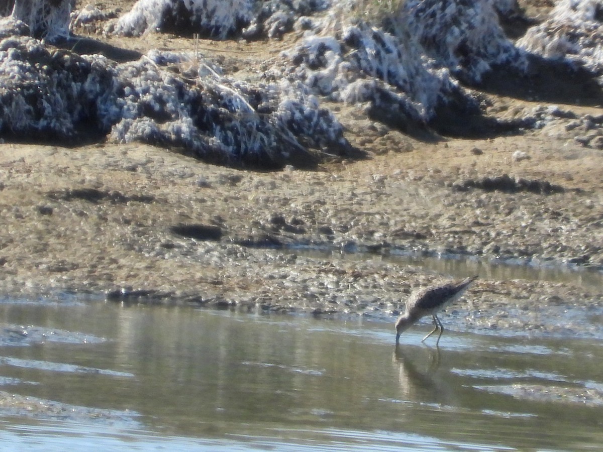 Stilt Sandpiper - ML340056951