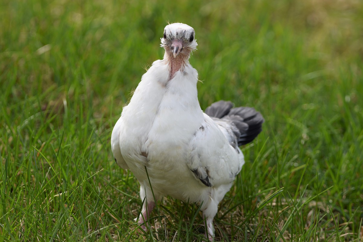 Rock Pigeon (Feral Pigeon) - ML340057251