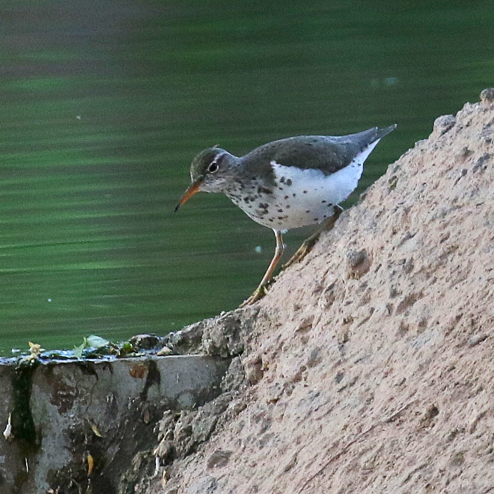 Spotted Sandpiper - ML340058331