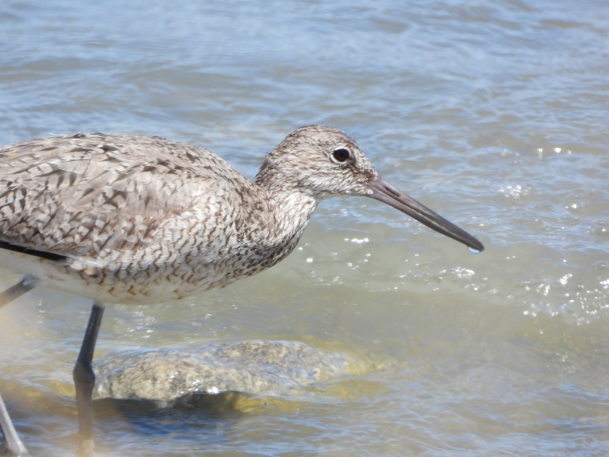 Willet - ML340059211
