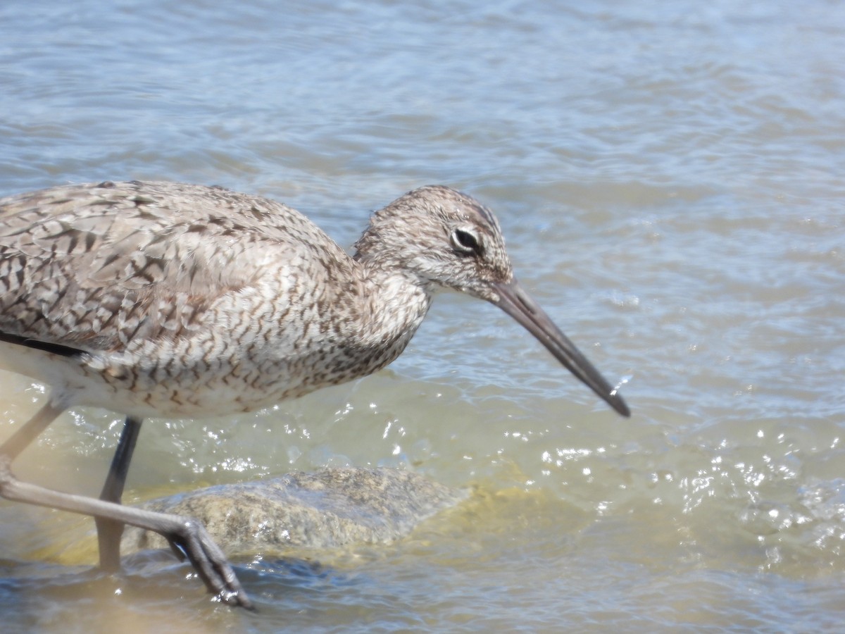 Willet - ML340059231