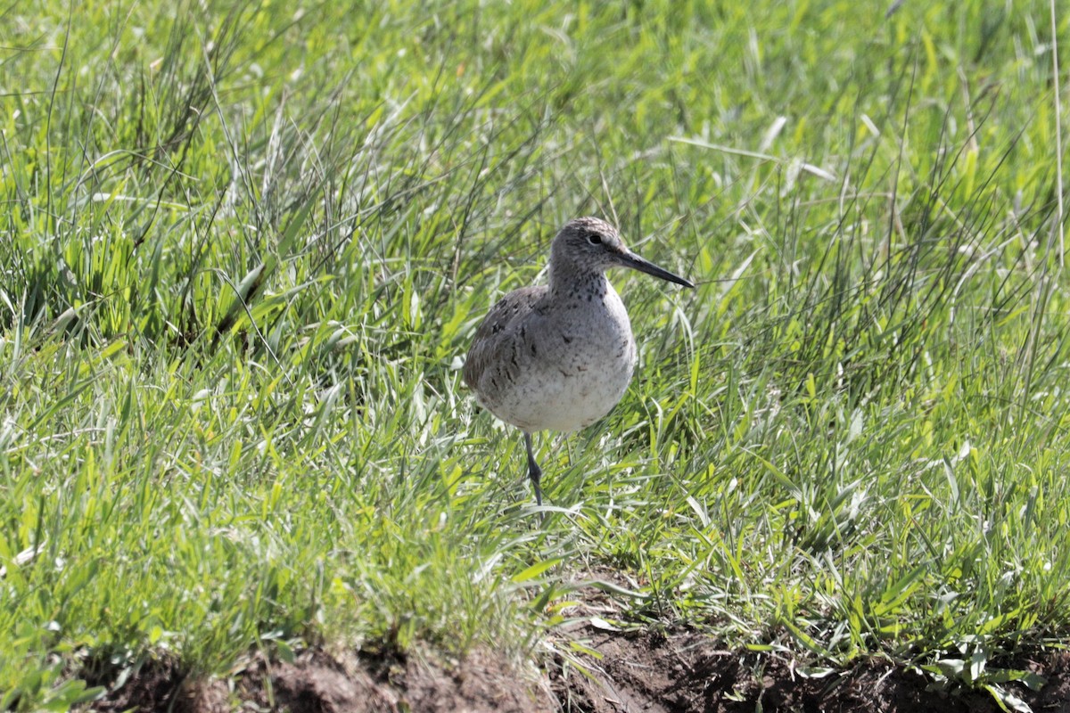 Willet - ML340059281