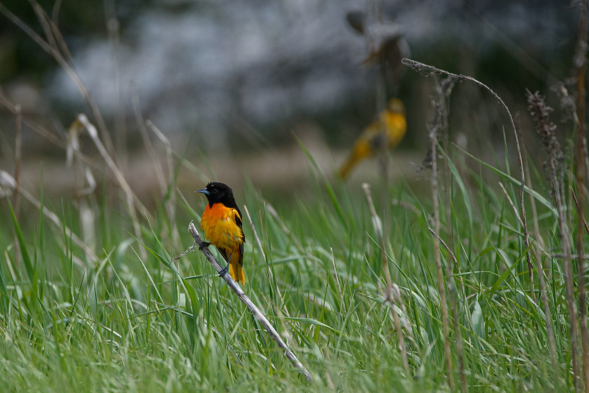 Baltimore Oriole - ML340059471