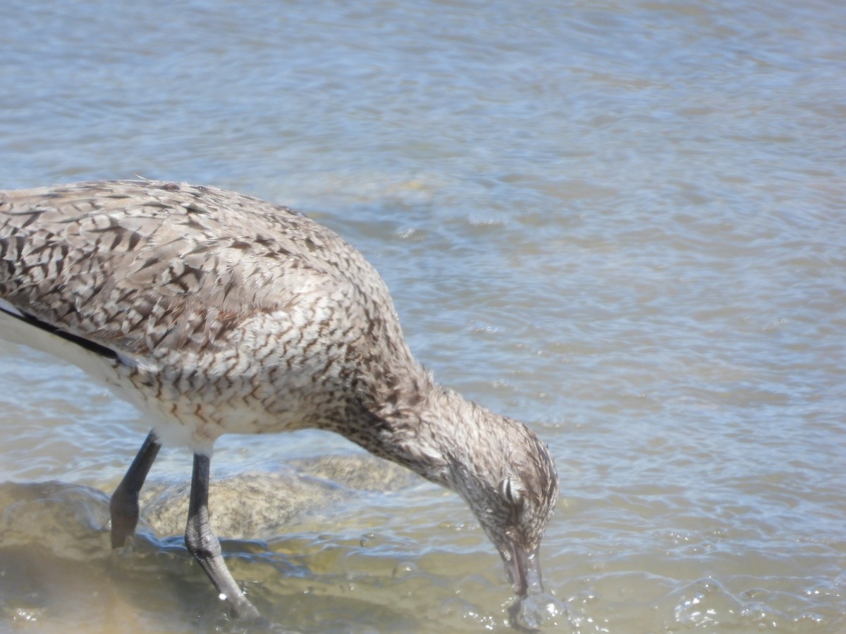 Willet - ML340059521
