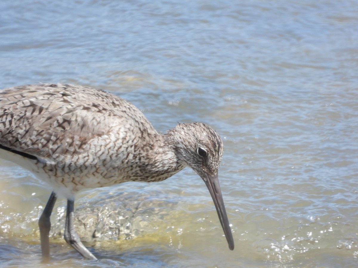 Willet - ML340059611