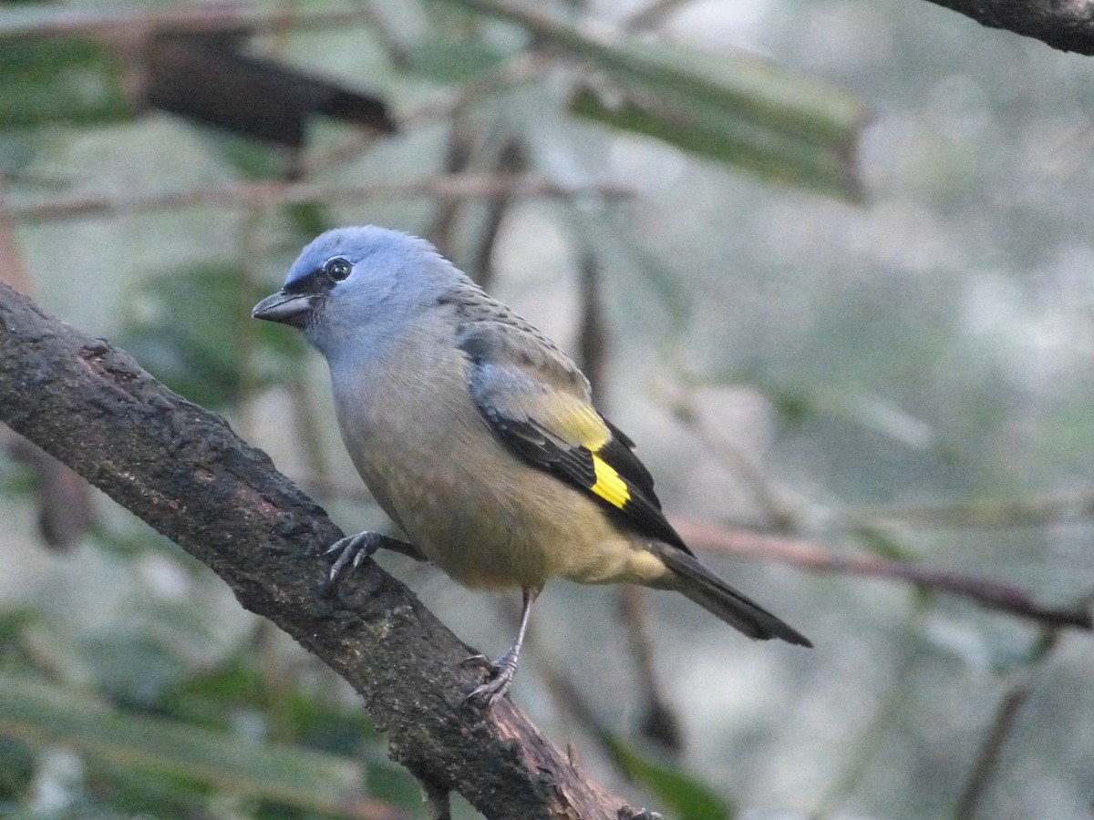 Yellow-winged Tanager - Shelley Rutkin