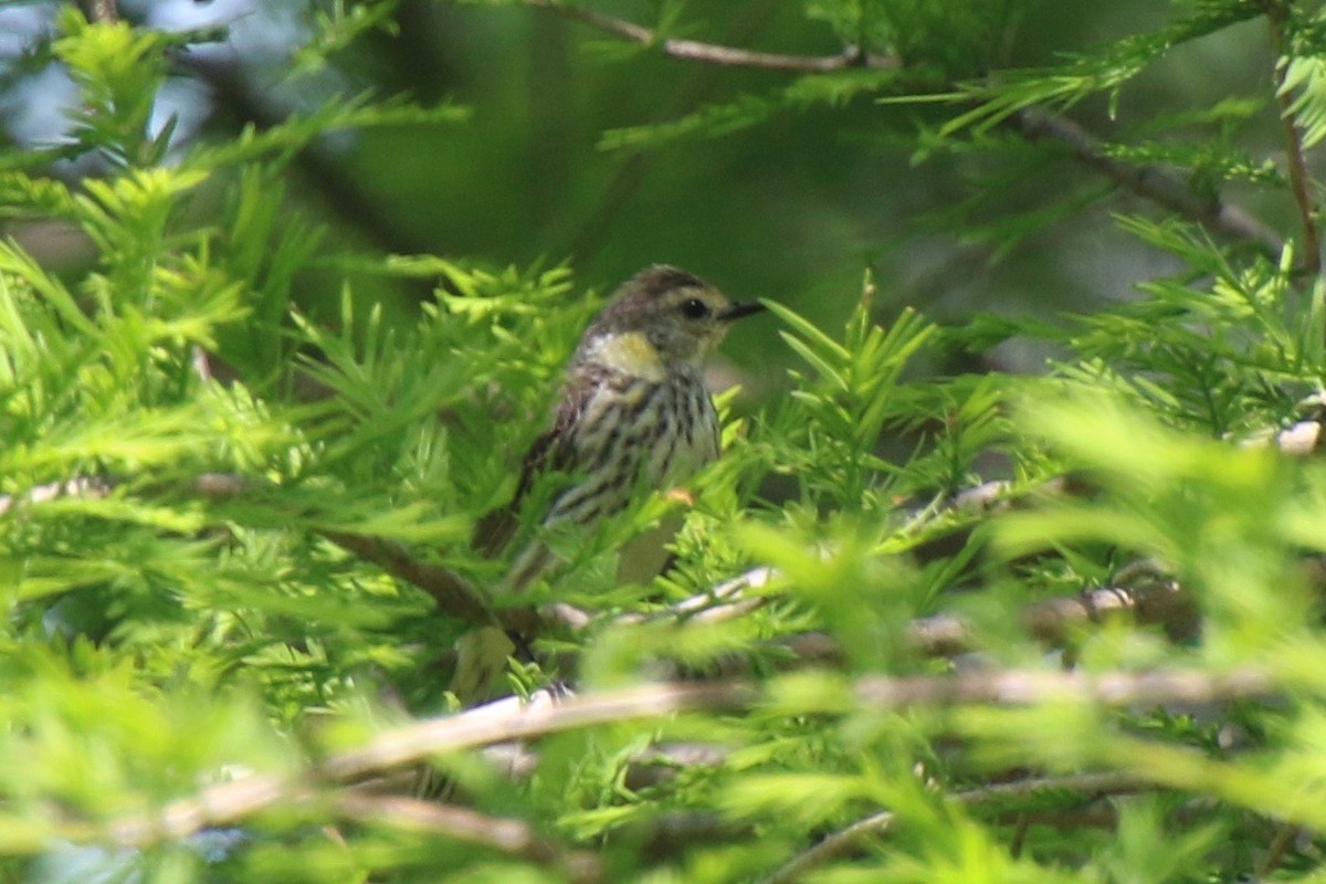 Cape May Warbler - ML340060551