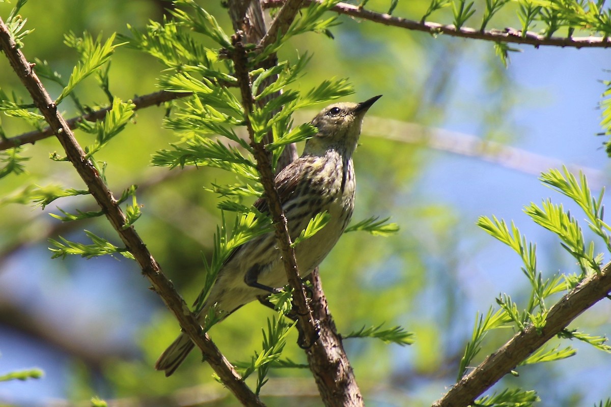 Cape May Warbler - ML340060581