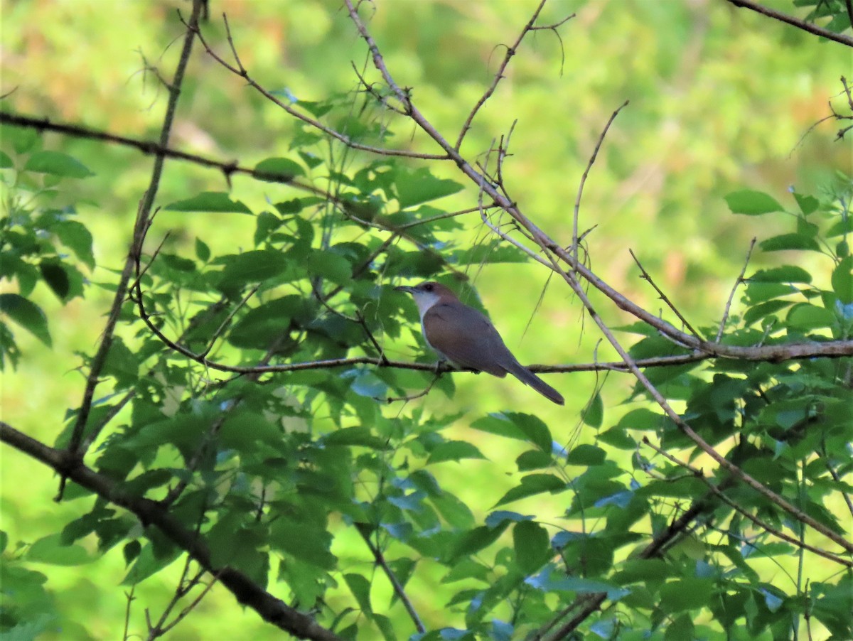 Black-billed Cuckoo - Barb lindenmuth