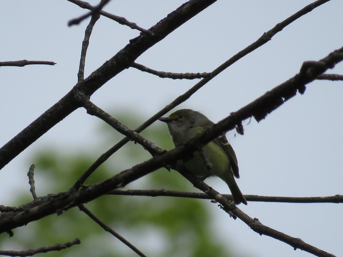 Ak Gözlü Vireo - ML340061171