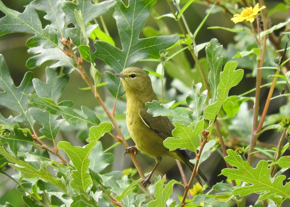 Orange-crowned Warbler - ML34006141