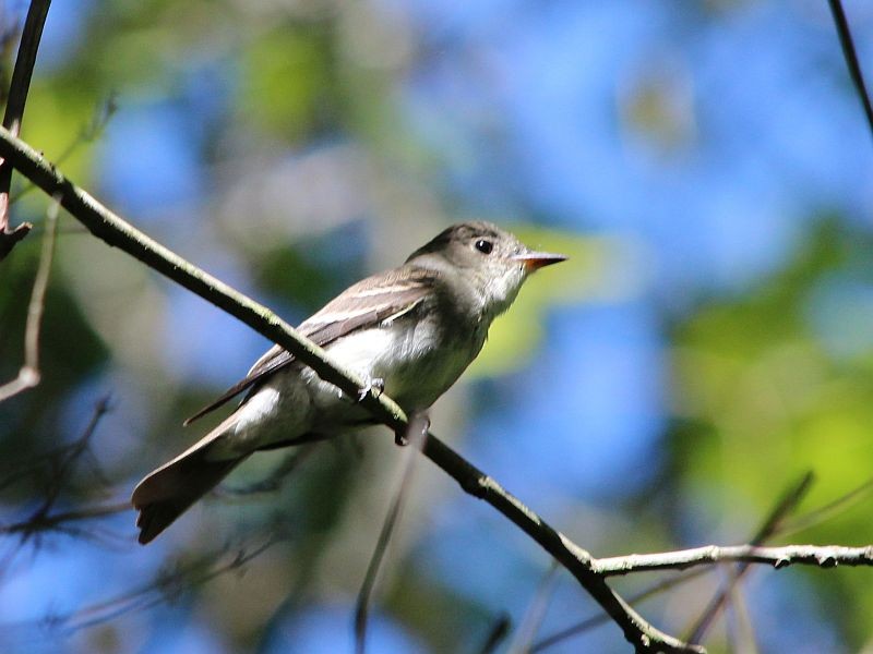 Eastern Wood-Pewee - Tracy The Birder