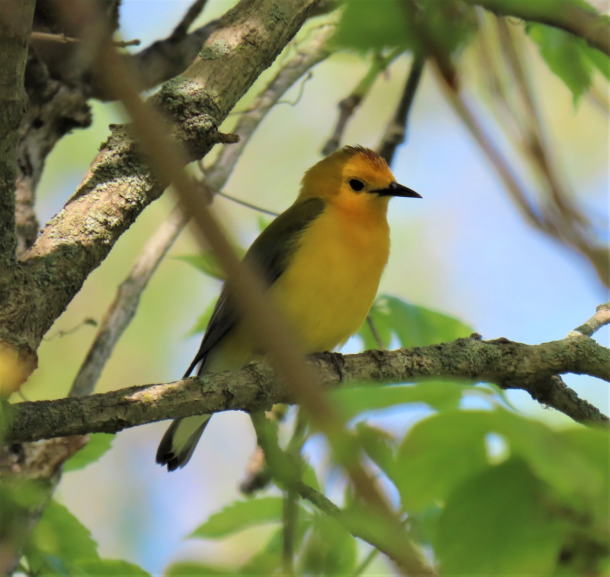 Prothonotary Warbler - ML340062821