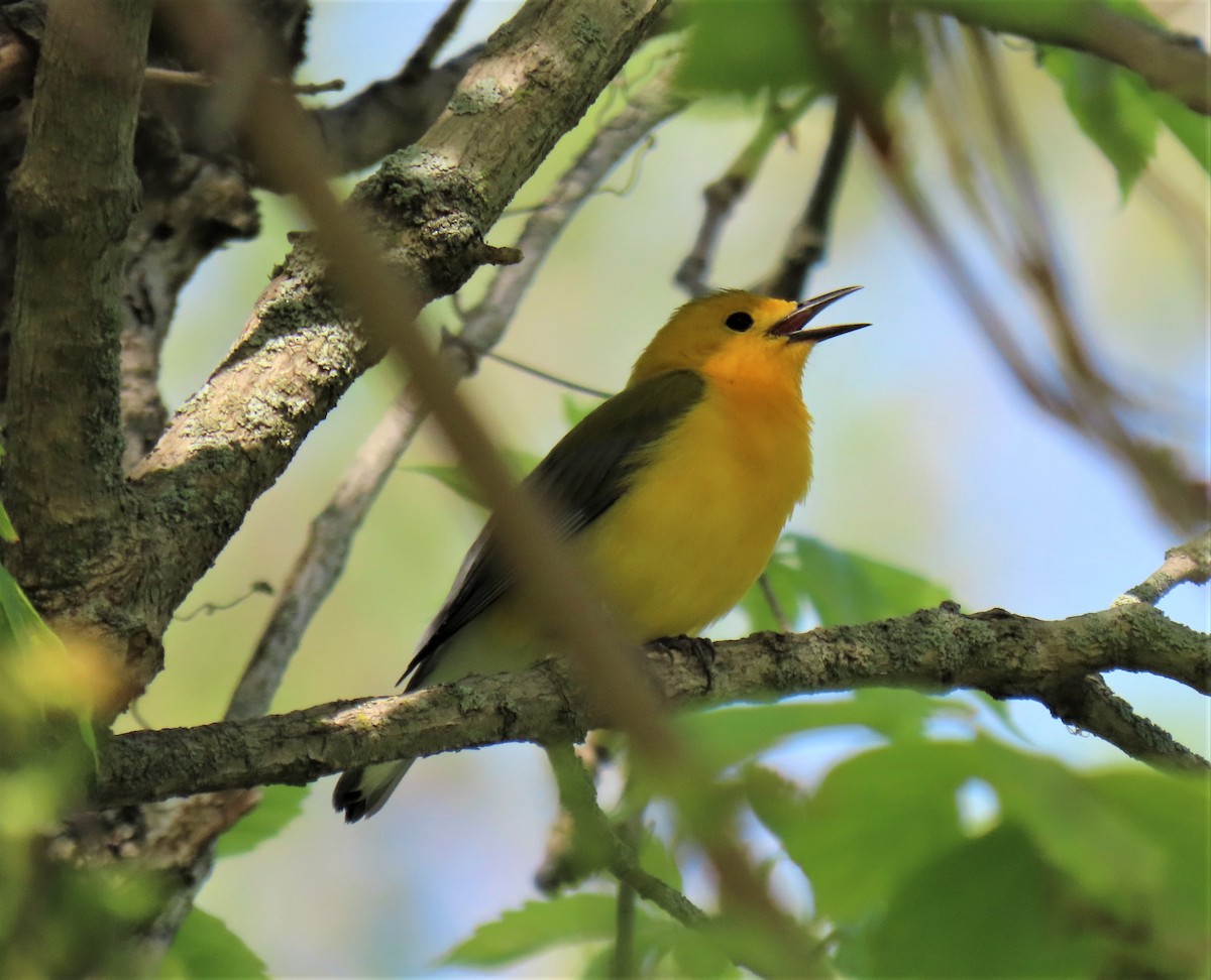 Prothonotary Warbler - ML340062911