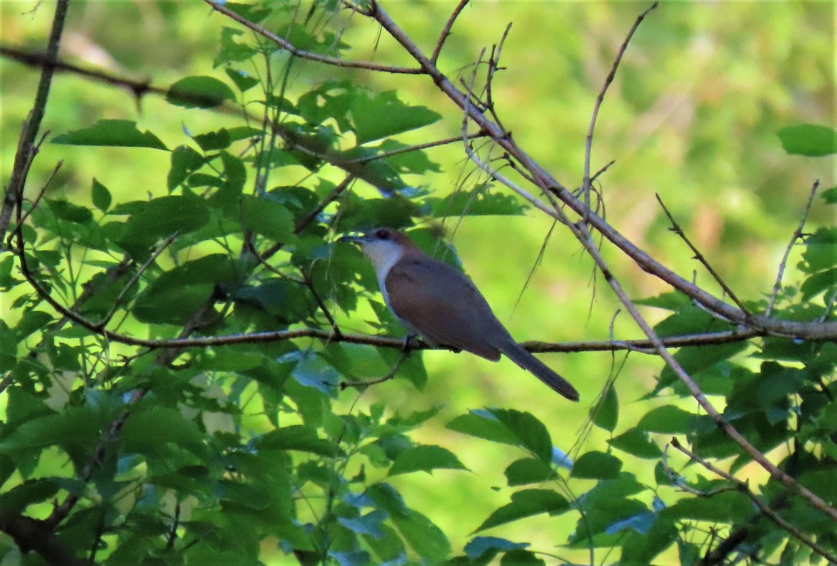 Black-billed Cuckoo - ML340063941