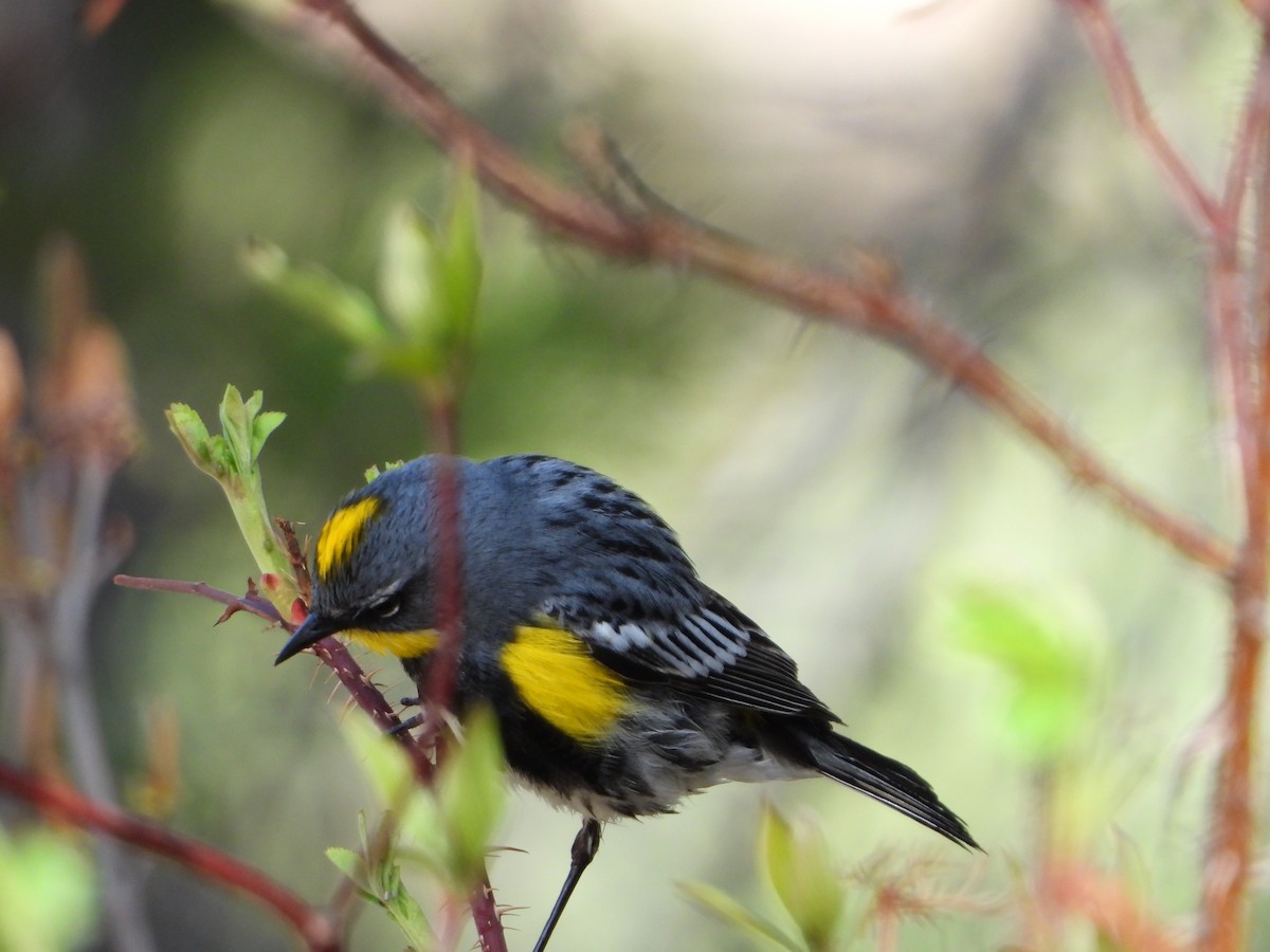 lesňáček žlutoskvrnný (ssp. coronata x auduboni) - ML340064021