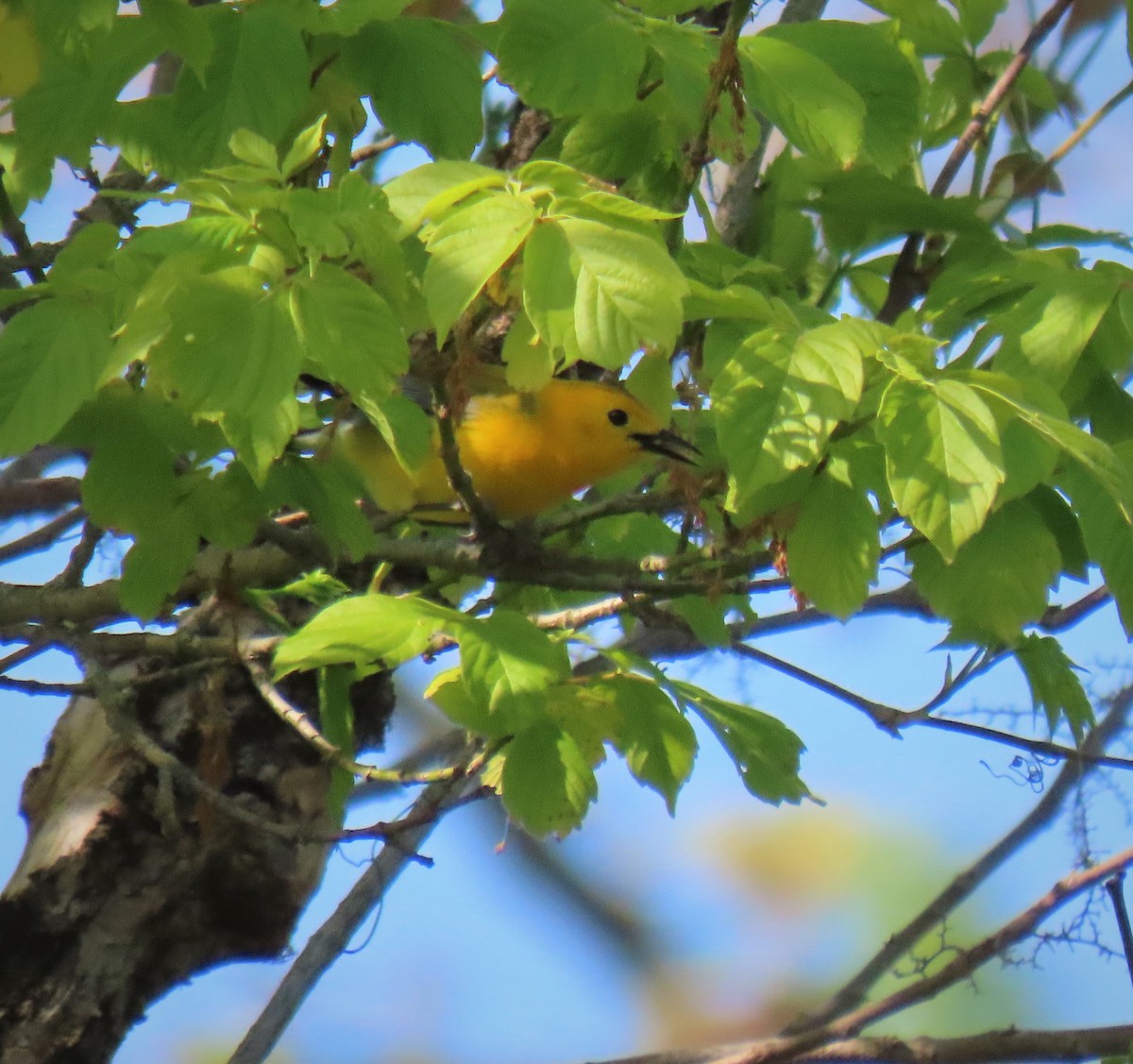 Prothonotary Warbler - ML340064031