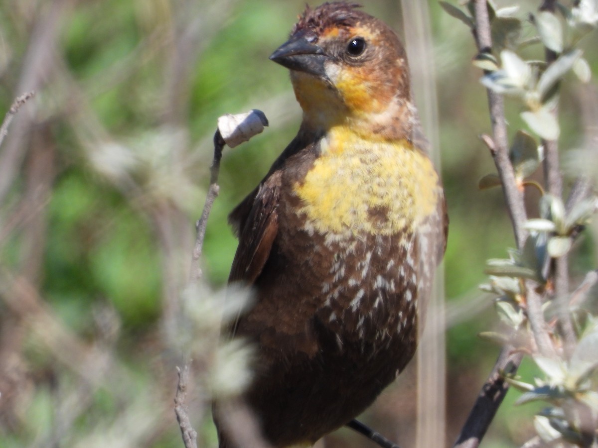 Yellow-headed Blackbird - ML340064151