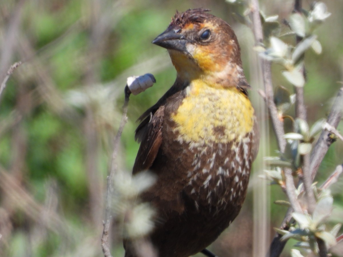 Yellow-headed Blackbird - ML340064171