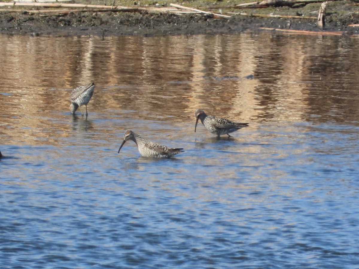 Stilt Sandpiper - ML340064241