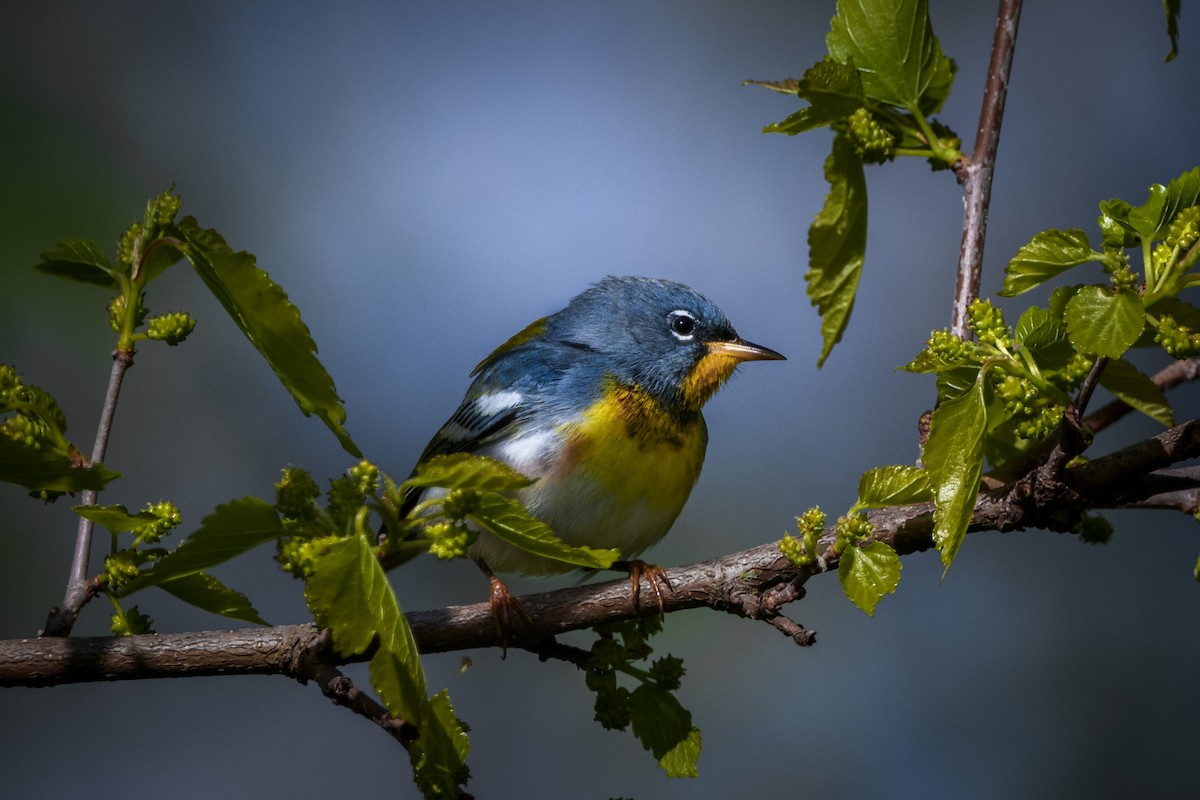 Northern Parula - Noah Price