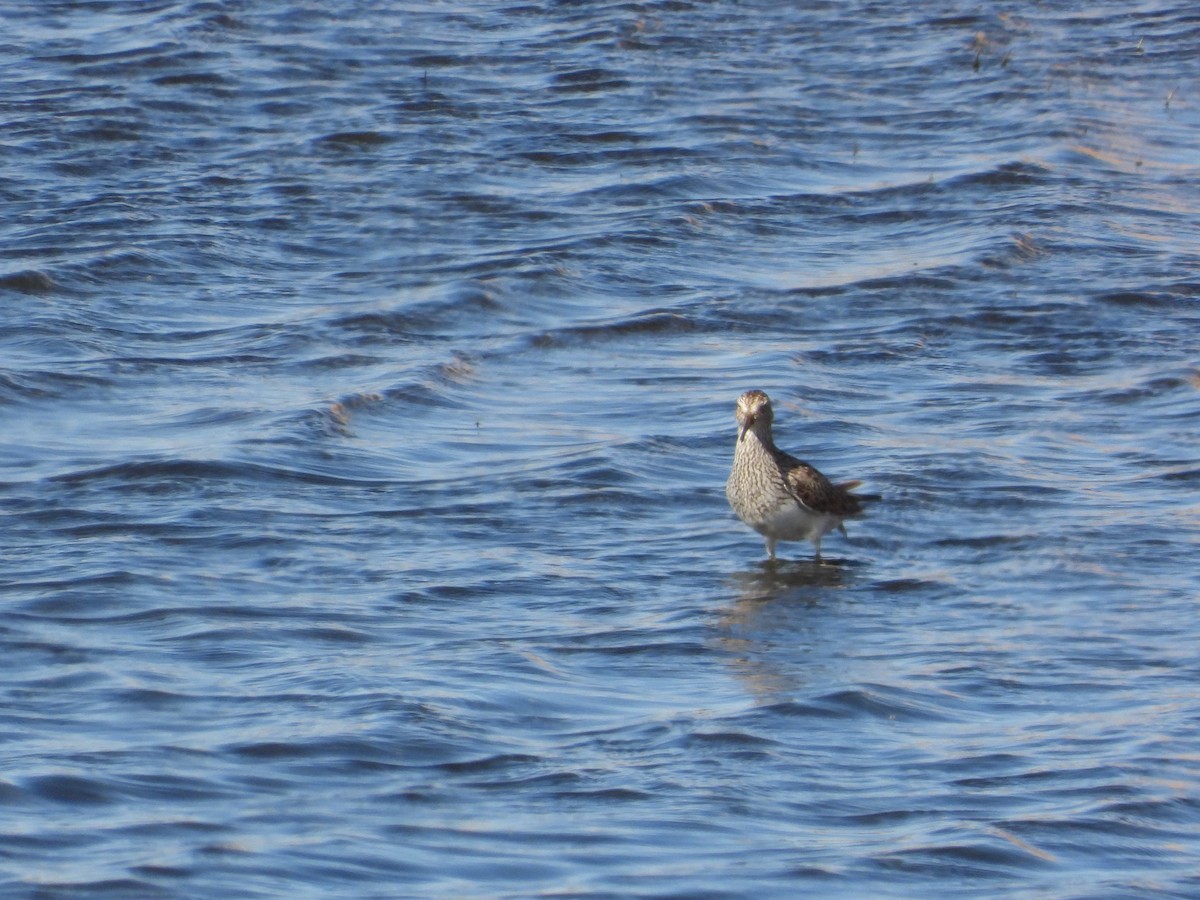 Pectoral Sandpiper - ML340064581