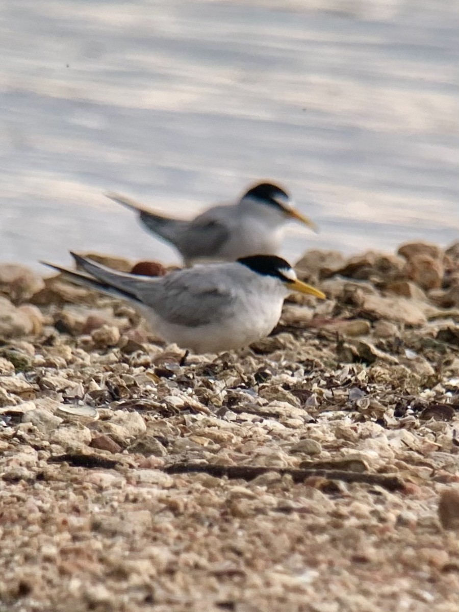 Least Tern - Jeff Osborne