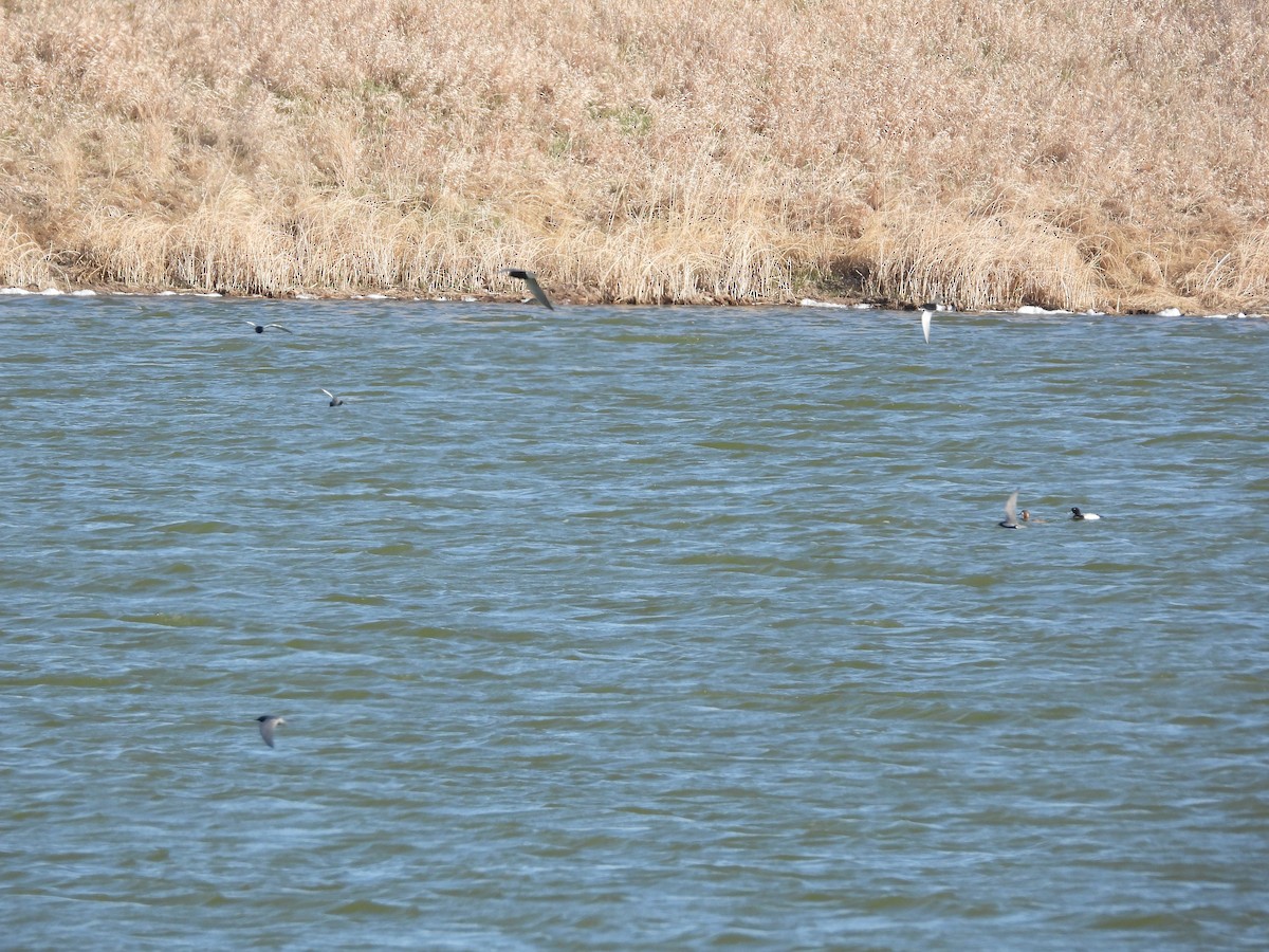 Black Tern - Pam Rasmussen