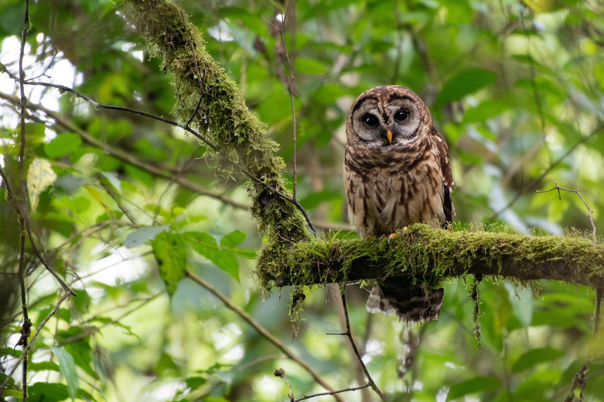 Fulvous Owl - ML340067701