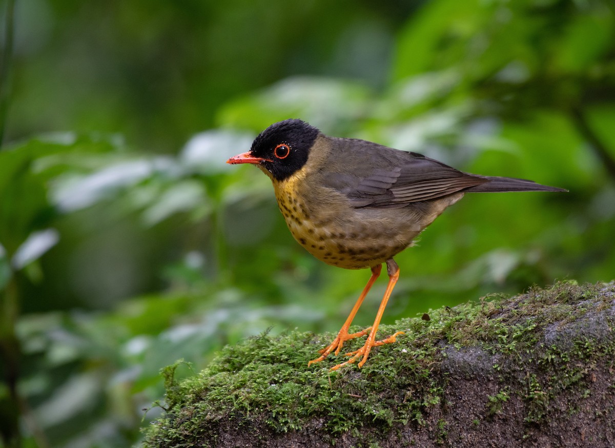 Yellow-throated Nightingale-Thrush - Ana Paula Oxom