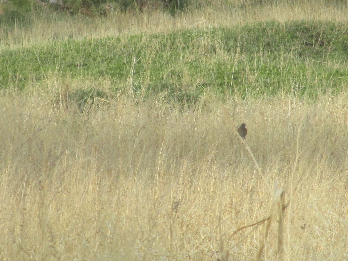 Western Bluebird - ML340068961