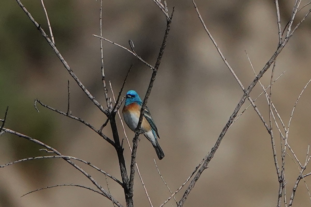Lazuli Bunting - ML340069531