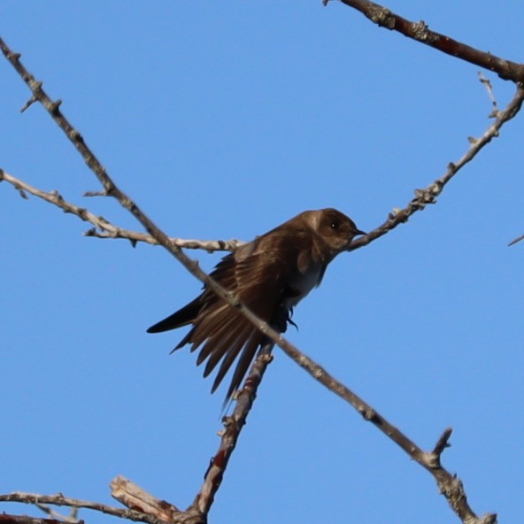 Northern Rough-winged Swallow - Ben Freeman