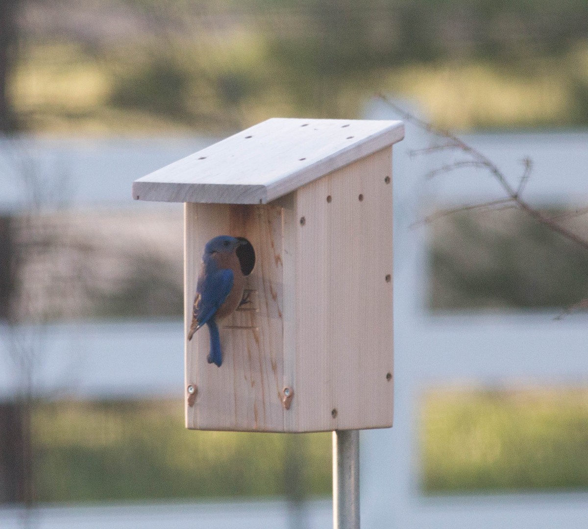 Eastern Bluebird - Liz Shlapack