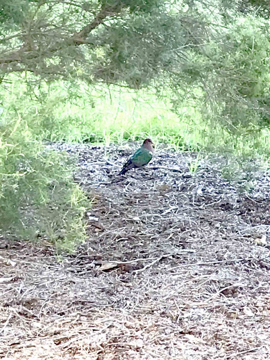 Pacific Emerald Dove - ML340073071