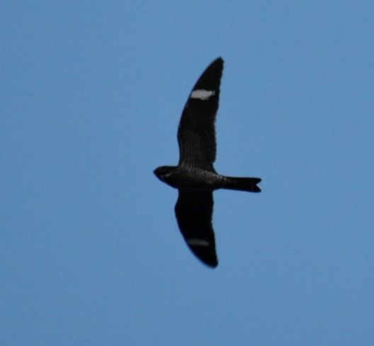 Common Nighthawk - Jan Klooster