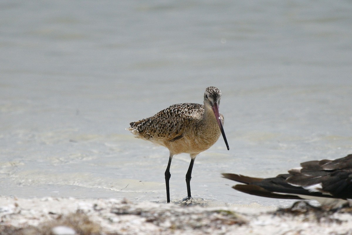 Marbled Godwit - ML34007501