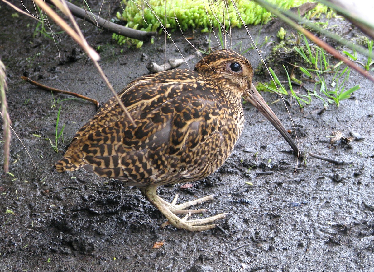 Fuegian Snipe - Claudia Silva
