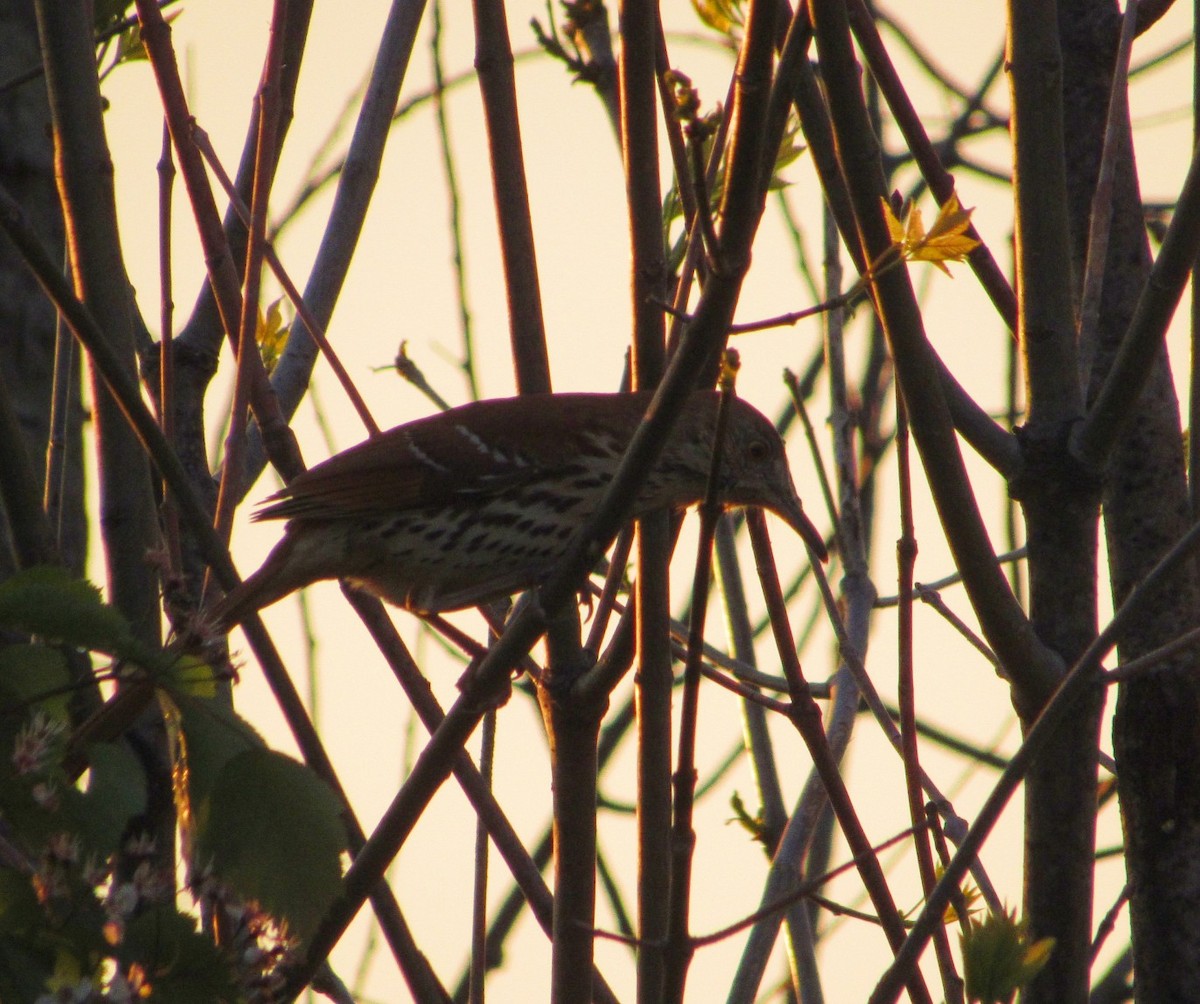 Brown Thrasher - ML340075321