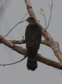 Cooper's Hawk - C. Jackson