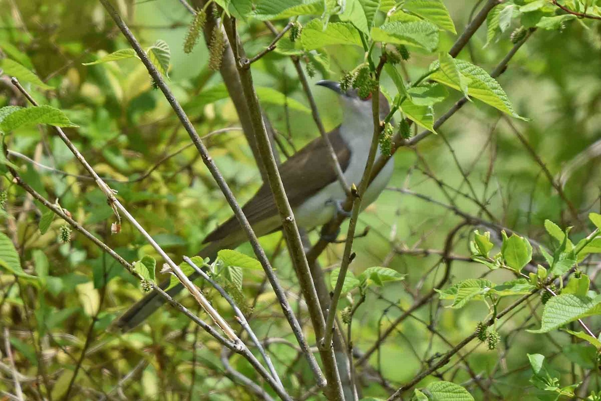 Black-billed Cuckoo - ML340076791