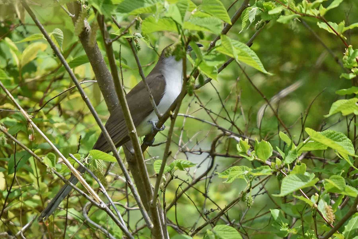 Black-billed Cuckoo - ML340076801