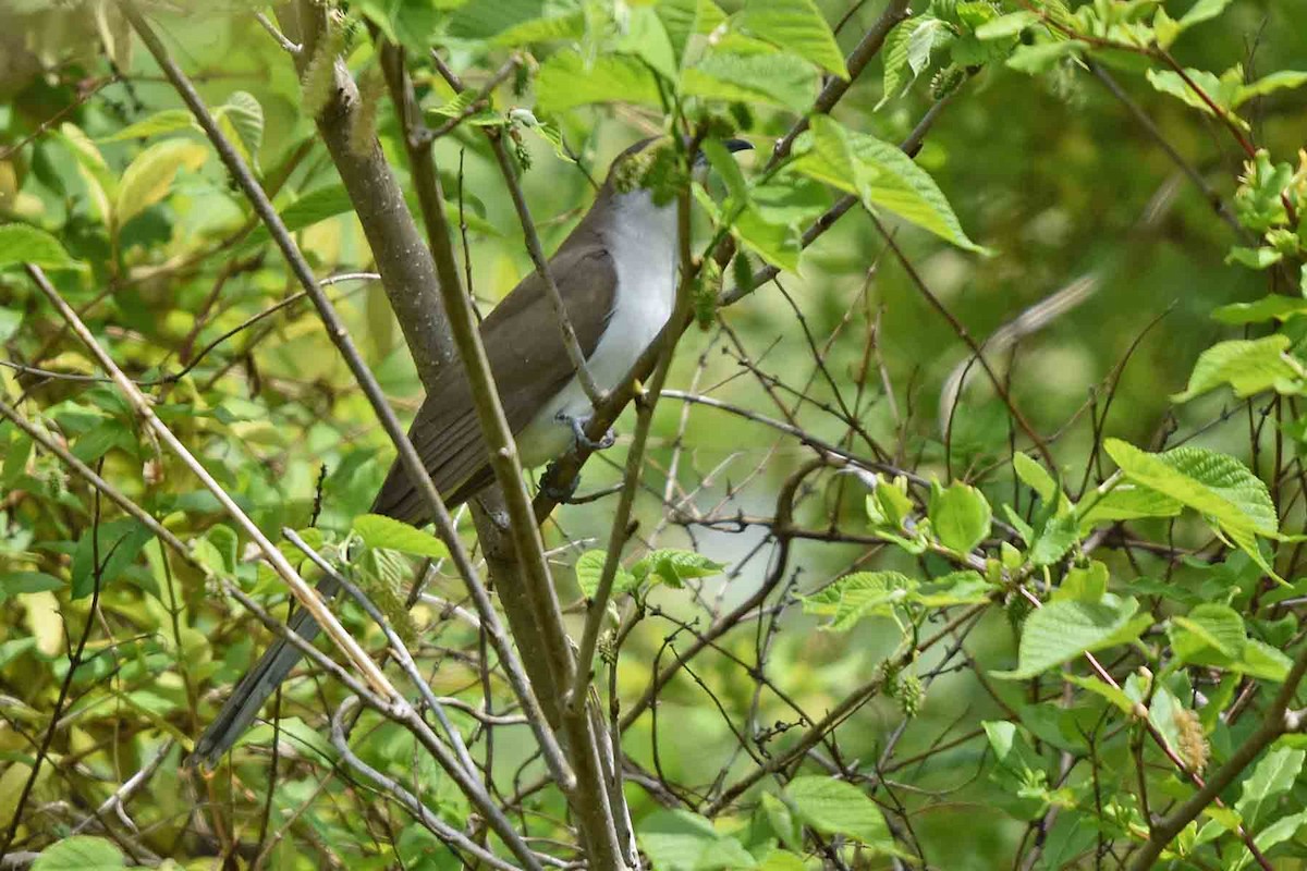 Black-billed Cuckoo - ML340076811