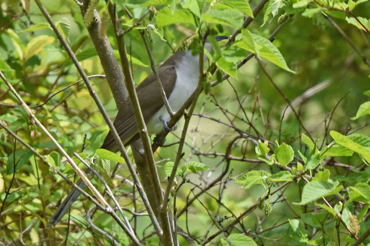 Black-billed Cuckoo - ML340076831