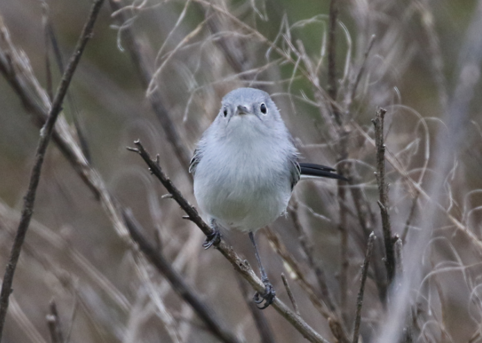 Blue-gray Gnatcatcher - C. Jackson