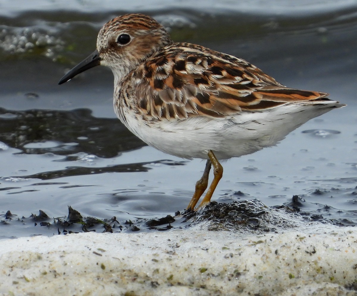 Least Sandpiper - Richard Klauke