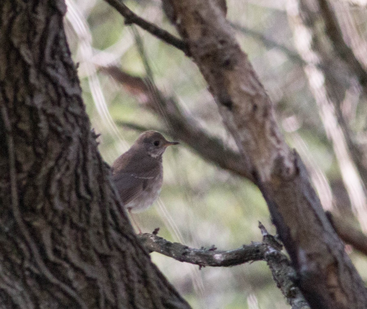 Gray-cheeked Thrush - Liz Shlapack